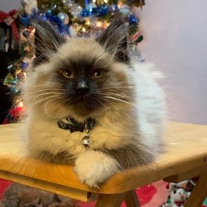 Meet your Posher, Billie